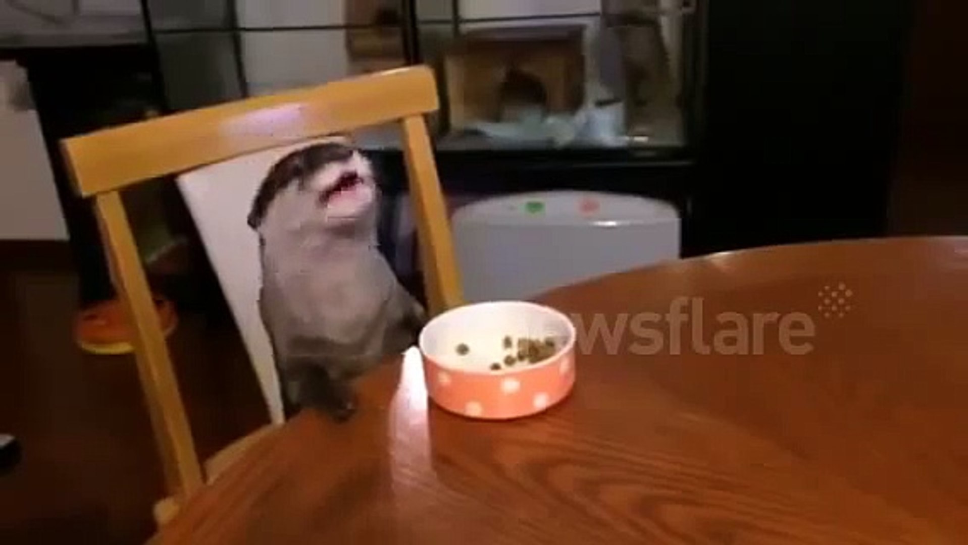 ⁣Pet otter eats at table - well behaved otter