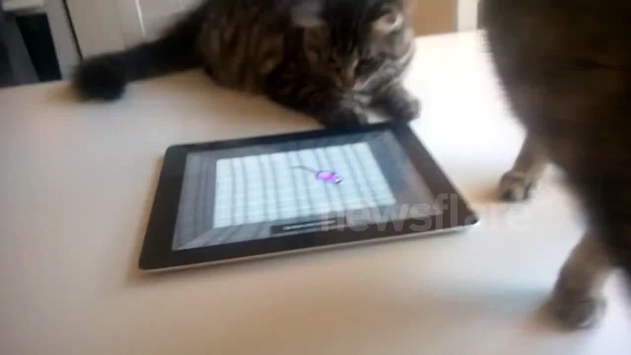 Cat plays on iPad