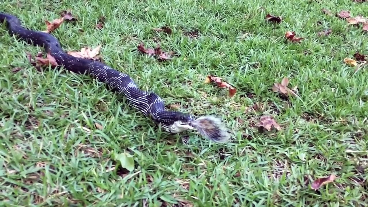 Snake eats squirrel squirrel eaten by snake video Dailymotion
