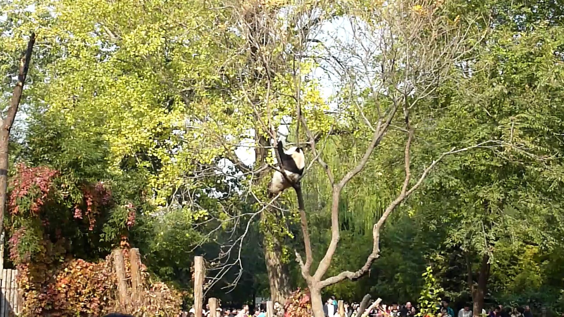 ⁣北京動物園のパンダ4