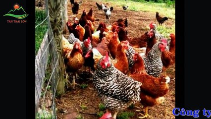 Máy vặt lông vịt giá cực rẻ