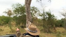 Safari TV Diary - Bull Elephant tries to mate a small young female