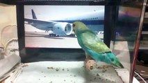 セキセイインコのぼーぼちゃん　ー 飛行機輸送のシミュレーション ー