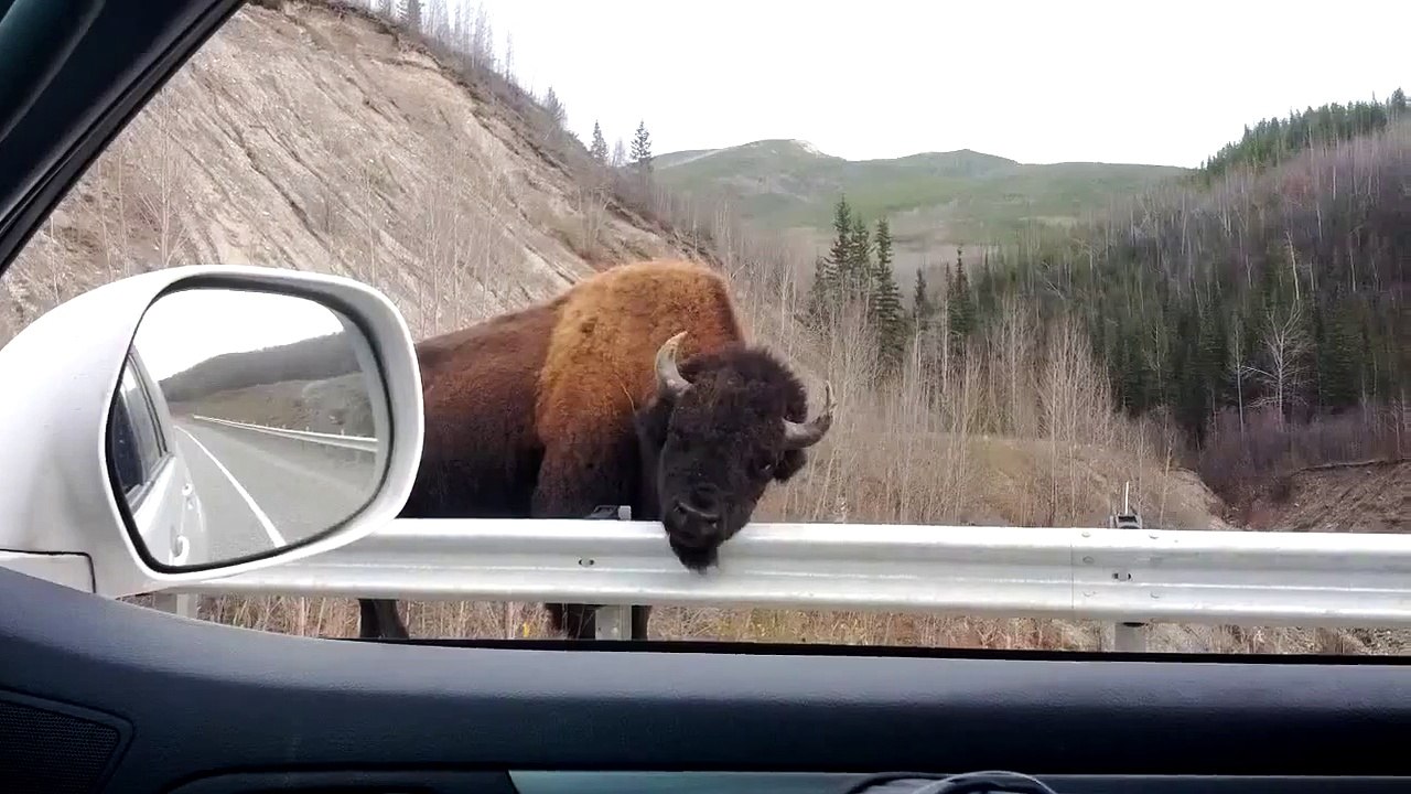 Canadian Bison satisfies an itch.