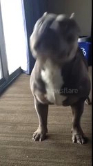 Dog answering questions with a nod or shake of the head