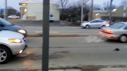 Giant rat stops traffic in Chicago