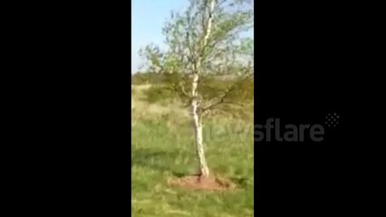 Giant Rhea bird found on golf course