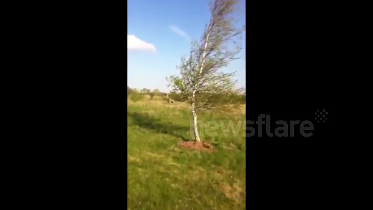 Giant Rhea bird found on golf course (long version)