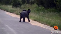 Así es como un pequeño elefante juega con las aves