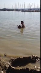 British Bulldog swimming with a lifejacket