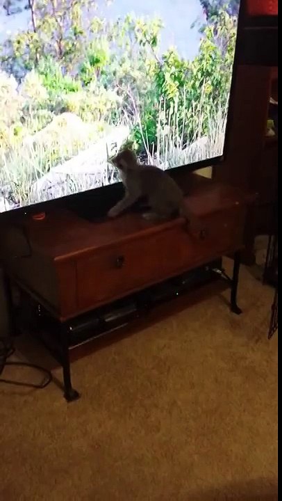 Kitten attacks bear