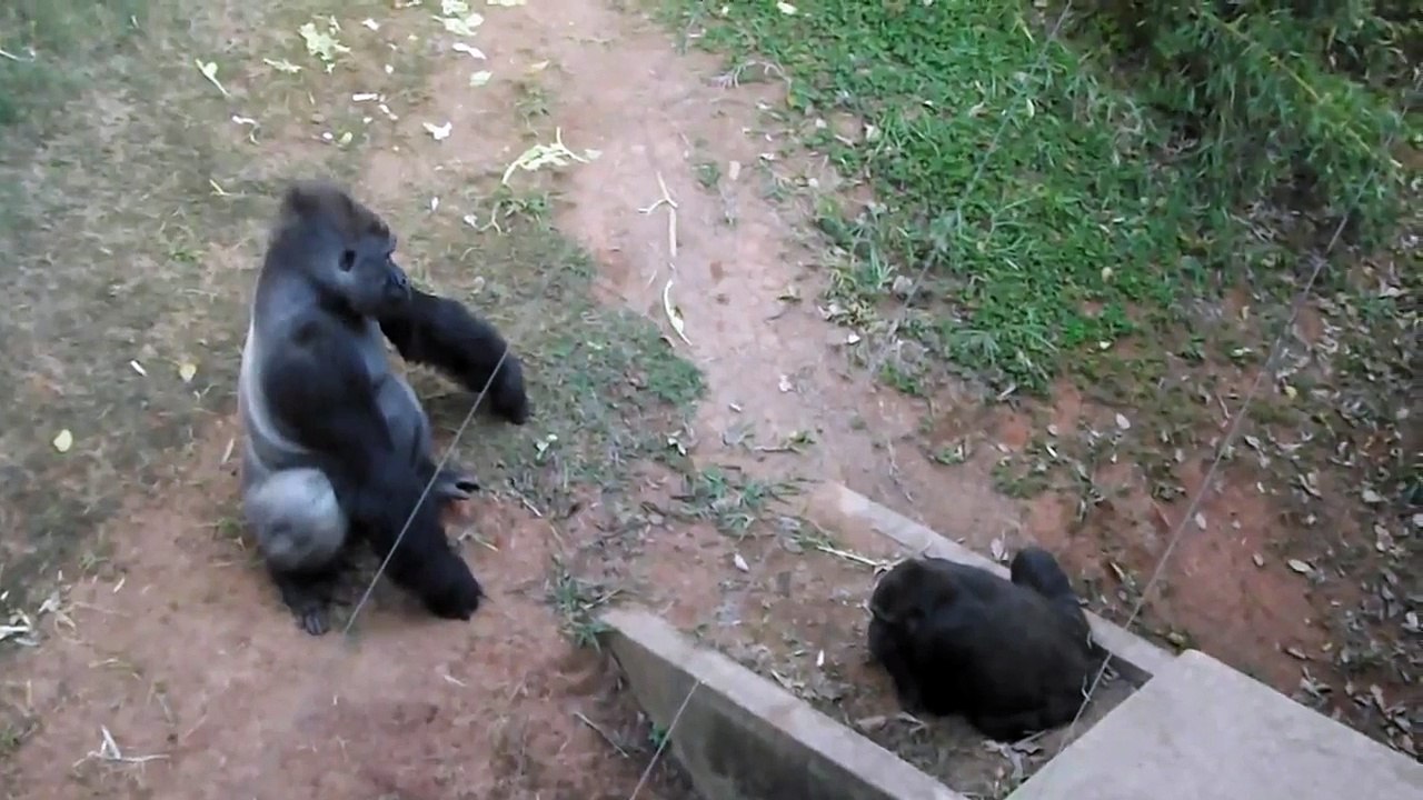 Gorillas at zoo