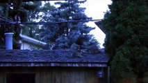 Family of Raccoons on the Cabana Roof