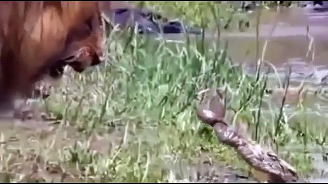 Animal Planet Channel 2015 | Wild Life Documentary | Wildlife Documentary National Geograp