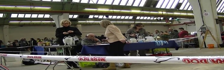 CACIB Rheinberg 2011 Zwischenklasse Hündinnen