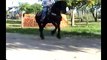 caballos bailadores leon guanajuato