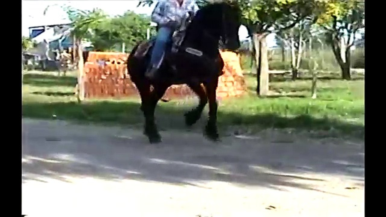 caballos bailadores leon guanajuato