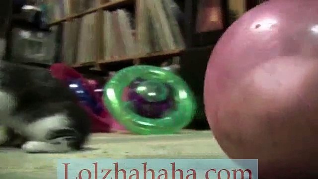 KITTEN in Hamster Ball stuck in the middle