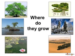 पौधों का आवास और अनुकूलन: विज्ञान की रोचक बातें 🌱