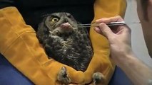 Great Horned Owl ICU Feeding Video