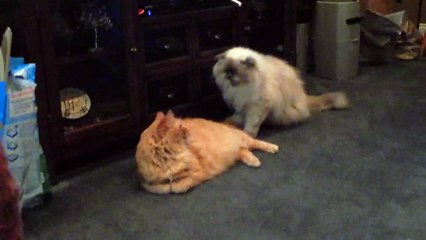 Kitten eases tension between adult cats