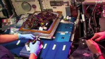Les astronautes de la station spatiale internationale mangent la première salade... cultivée dans l'espace