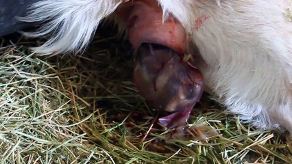 Goat Breech Birth, 2nd Kid