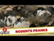 Best Rodents Pranks - Best of Just for Laughs Gags