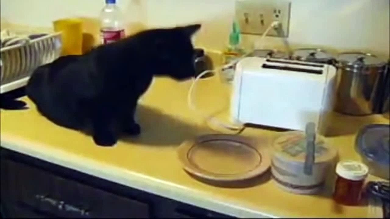 Video divertenti - I Gatti Più Pazzi Del Web (Parte 4)
