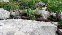 Kreuzotter (Vipera berus) auf der Hochblasse/Ammergauer Alpen