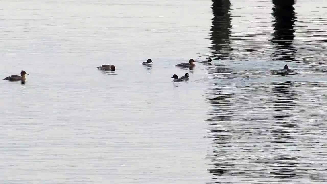 Diving seabirds at Tramp Harbor, Vashon Island, 5 Dec 2013