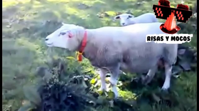 Animales Gritando Y Haciendo Sonidos Chistosos Parte 2 - Animales Divertidos