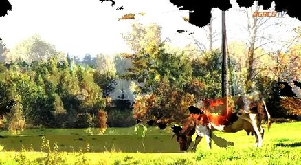 Gudrais latvietis: Autoduals ražo arī  100 ml eļļas (22.01.2013)