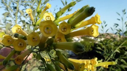 Westkanarische Eidechsen auf Teneriffa