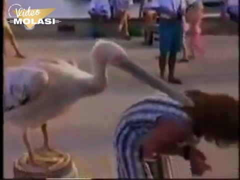 HAYVANLAR ALEMİ DEĞİL ALEM HAYVANLAR