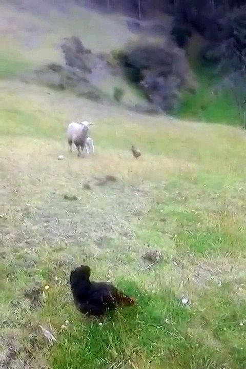 Sonidos de animales (REAL)