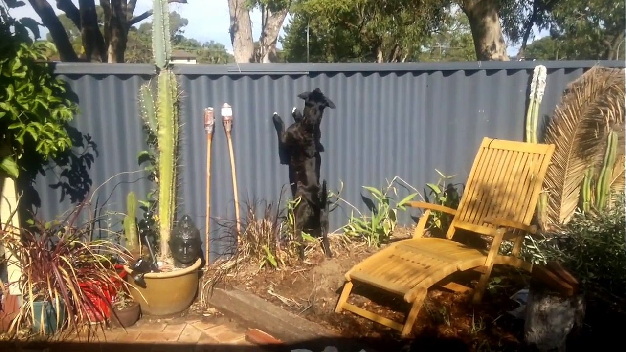 Reducing dog barking and jumping at fence lines - Dog Charming Training