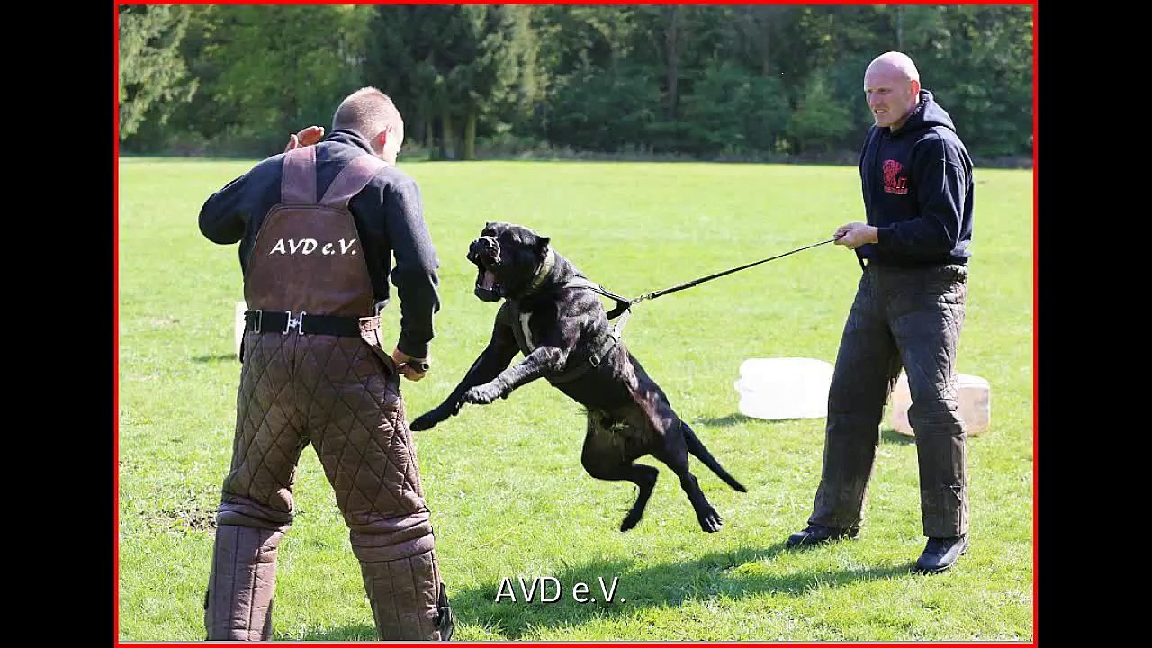 Tinguaro de Ironbull (Import De la Arena) Perro de Presa Canario Working Club AVD e.V. dogo moloss