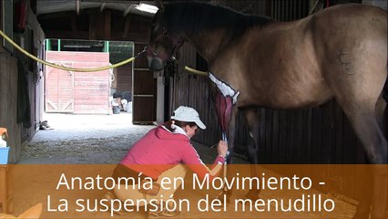 Biomecánica del Caballo: Anatomía en Movimiento  - Suspensión del menudillo, músculos y tendones