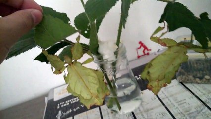 Fiche d'élevage : Phyllium Giganteum