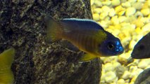 Blue neon peacock ( Aulonocara stuartgranti ) cichlid profile