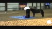Miniature horse show with obstacles