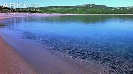 صدق او لاتصدق