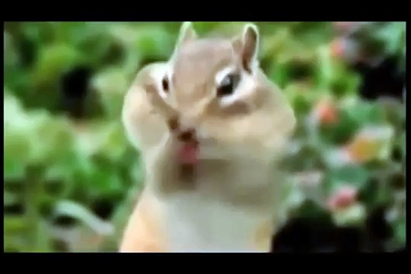 Funny video pets and wild animals compilation