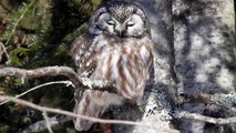 Boreal owls along Minnesota's North Shore