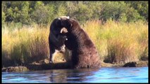Alaska Grizzly Bears Fighting | Alaska Brown bears wrestling