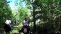 gaited horses trail riding