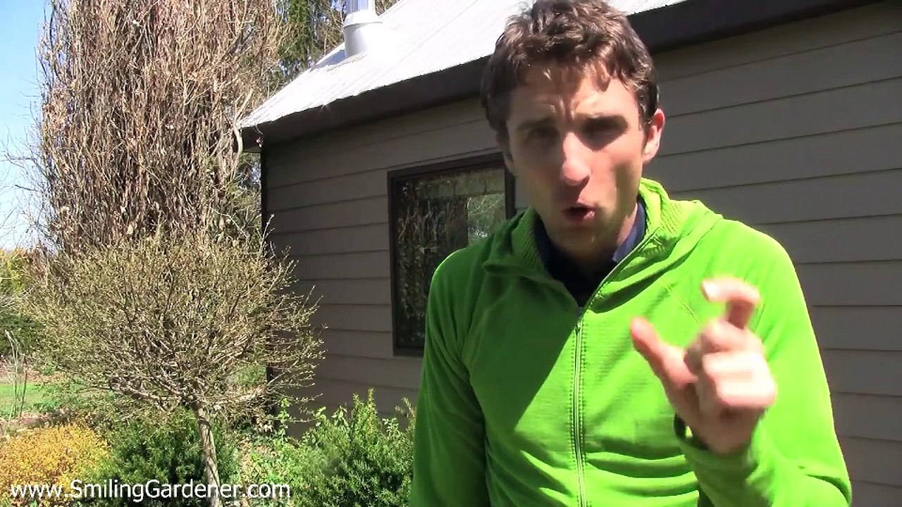 Organic Garden Pest Control - No More Toxins AND No More Garden Pests