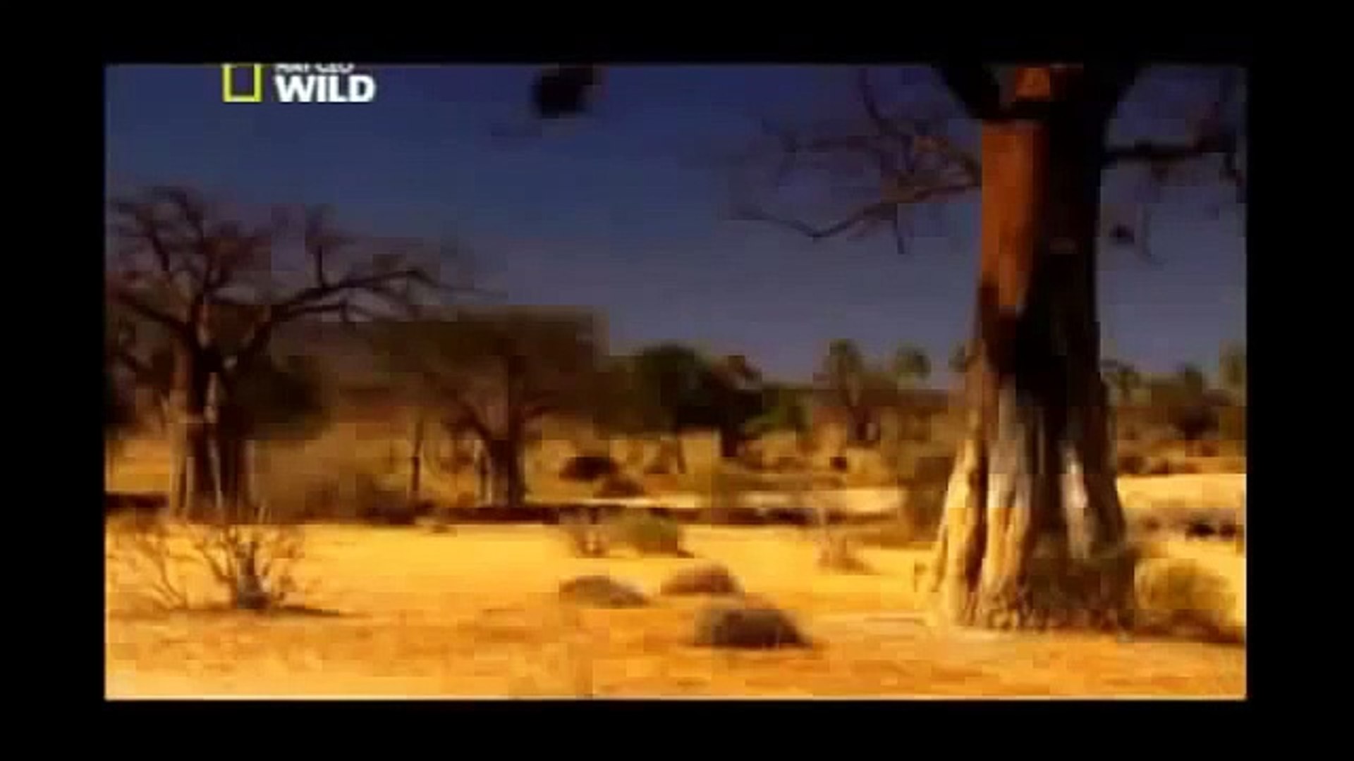⁣Documentary Lion Battle zone full documentary wildlife animals 2013 HD