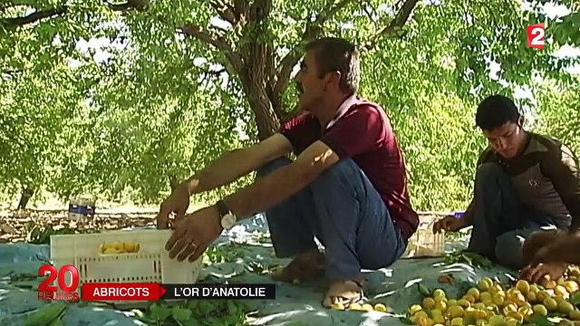 Turquie : à la découverte du juteux business des abricots secs